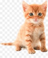 Челна снимка на услуга test